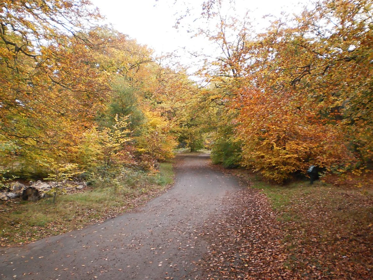 Druids Oak Loop - Burnham Beeches