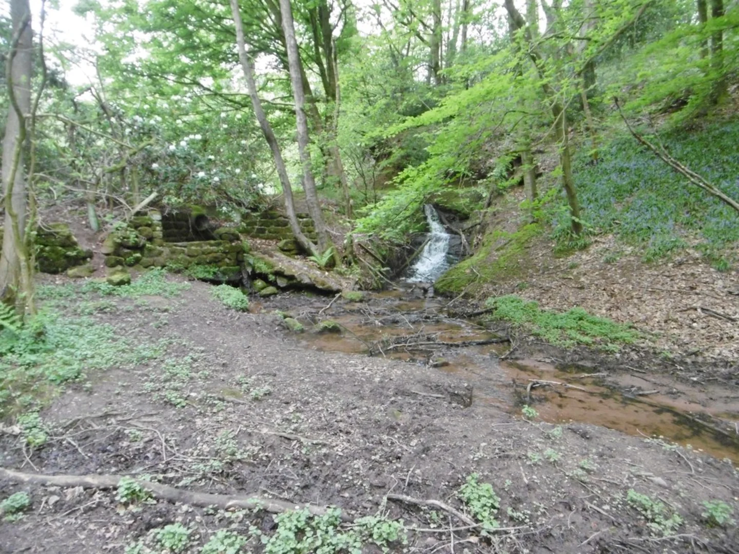An image depicting the trail Threap and Dimmingsdale Wood Loop and its surrounding area.