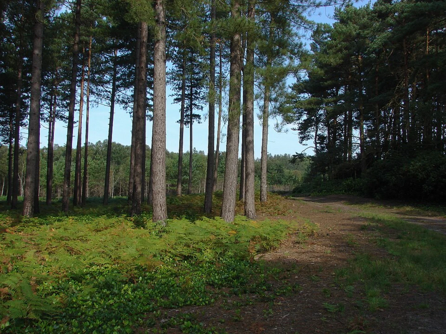 An image depicting the trail Swinley Park Loop and its surrounding area.