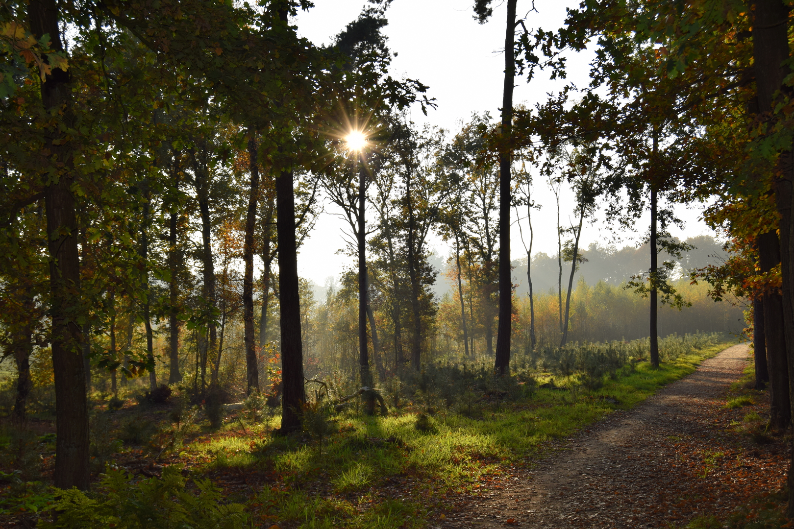 An image depicting the trail Nettelhorst Route and Lochemse Bergen Loop and its surrounding area.