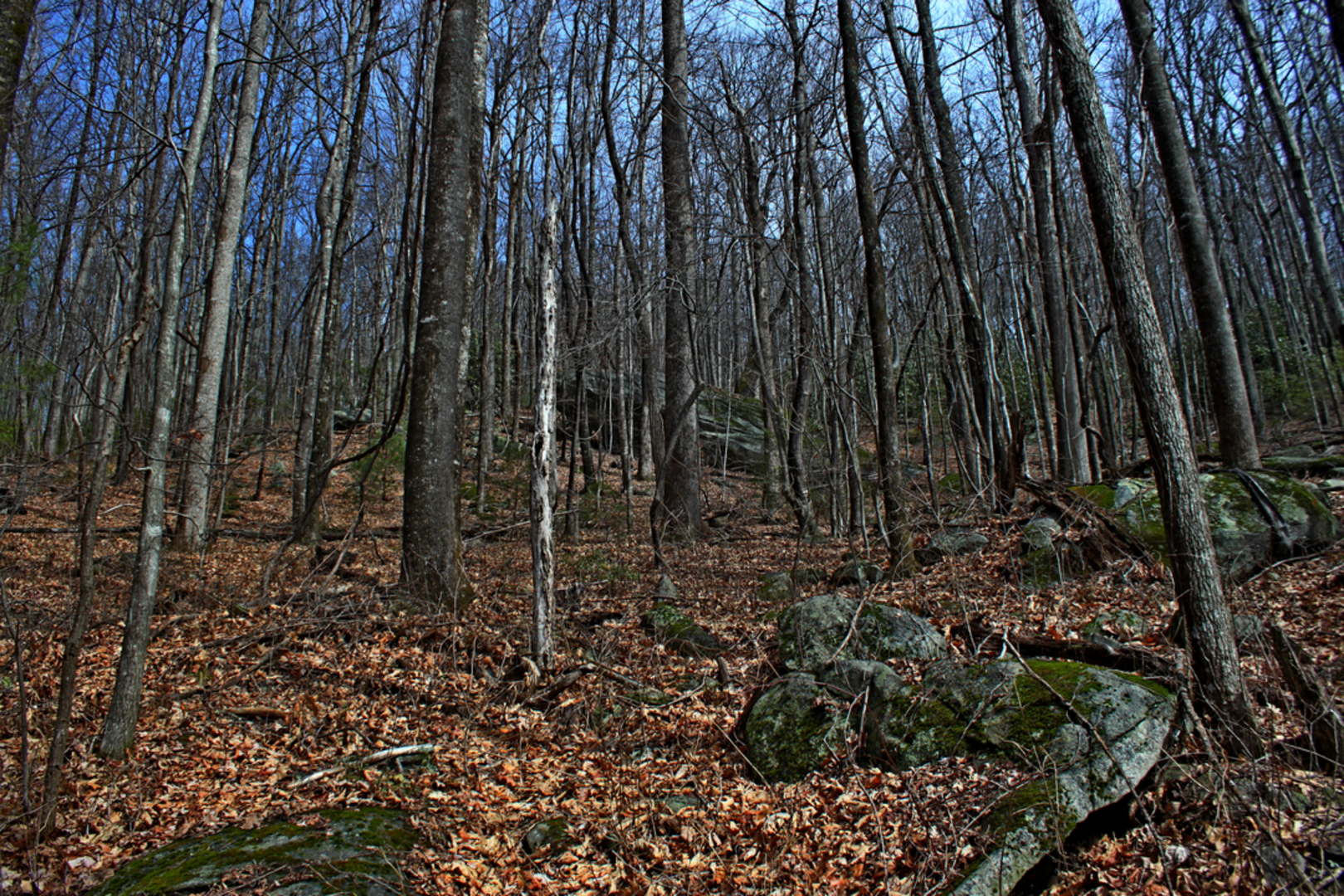 An image depicting the trail Yellow Buck Trail and its surrounding area.