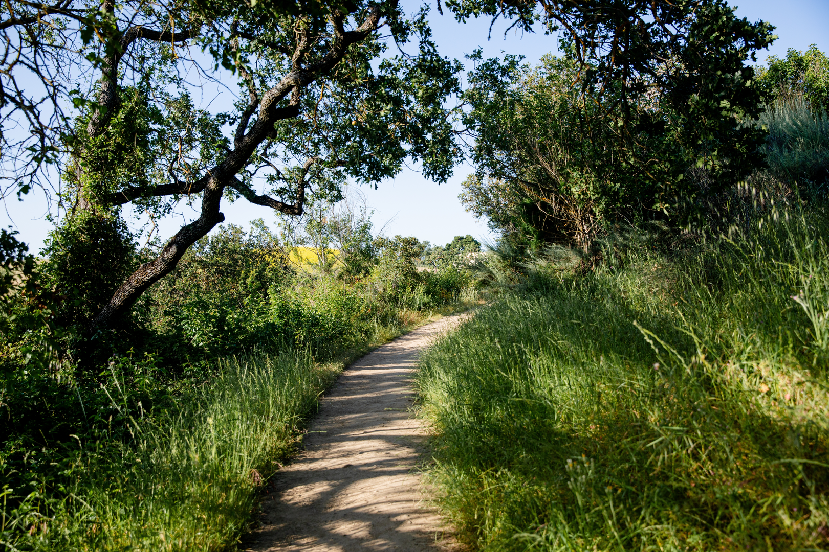 An image depicting the trail Lower Meadow, Farm Bypass and Wildcat Loop Trail and its surrounding area.