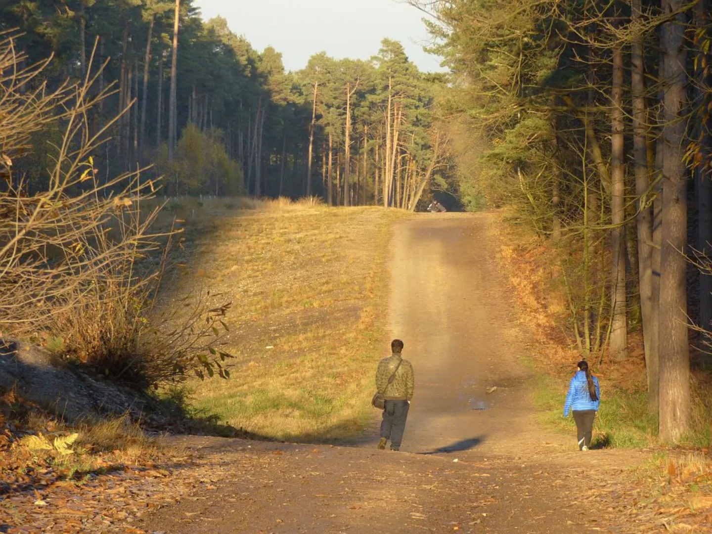An image depicting the trail Swinley Forest Loop and its surrounding area.
