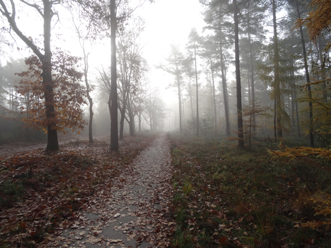 Zwolse Bos, Tonnenberg and Maasbos Loop