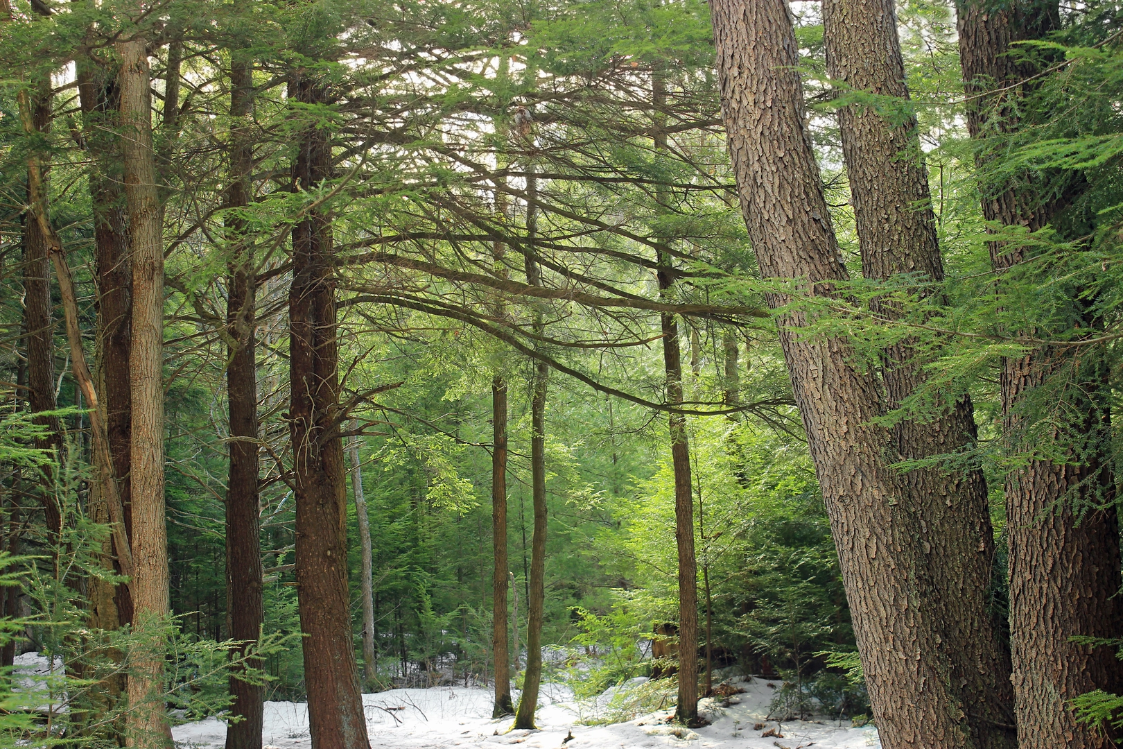An image depicting the trail Teaberry Trail and Beaver Run Shallow Water Impoundment Loop Trail and its surrounding area.