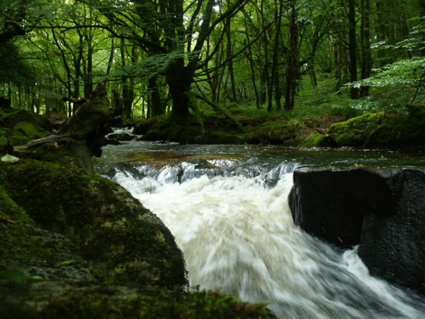 An image depicting the trail Golitha Falls Walk and its surrounding area.