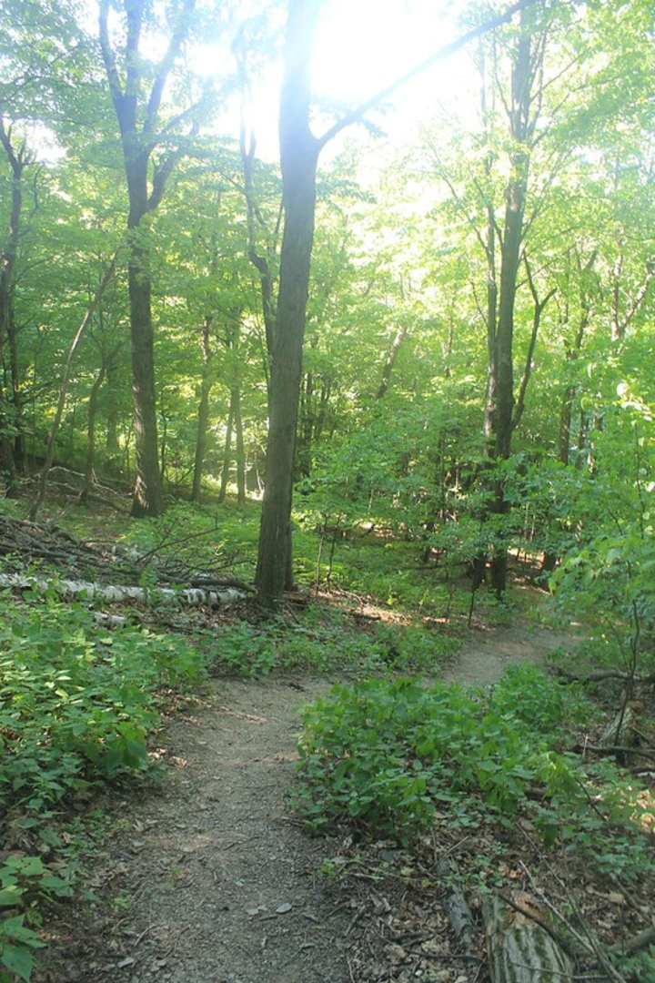 An image depicting the trail Bennett Hill Loop and its surrounding area.