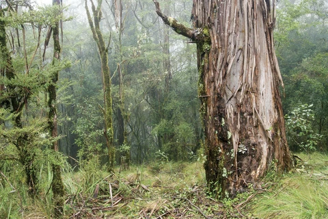 Wrights Lookout Track
