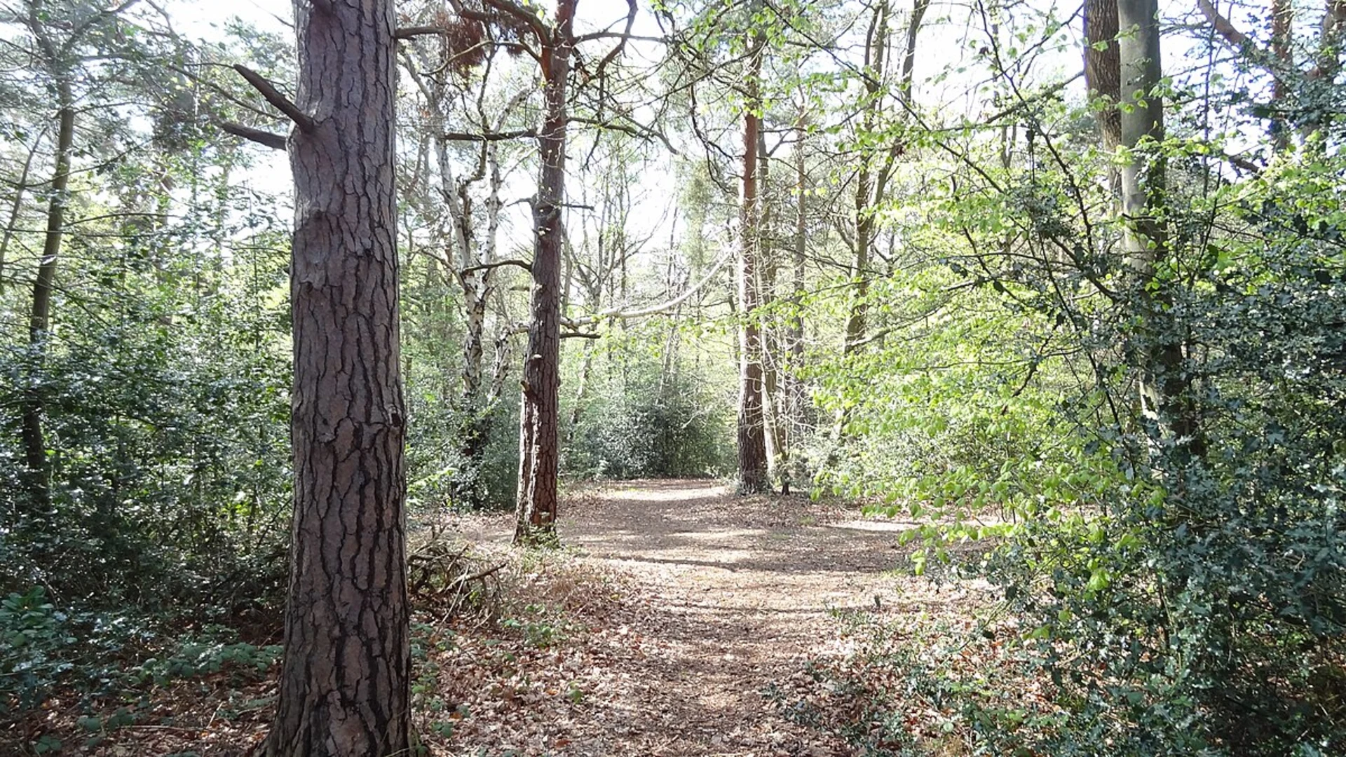 An image depicting the trail Keston Common, Blackbush Shaw and Snotdale Wood Loop and its surrounding area.