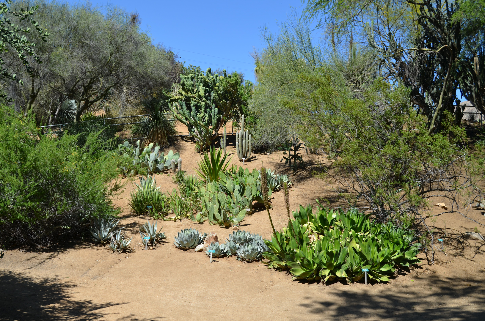 An image depicting the trail UCR Botanic Gardens Loop and its surrounding area.