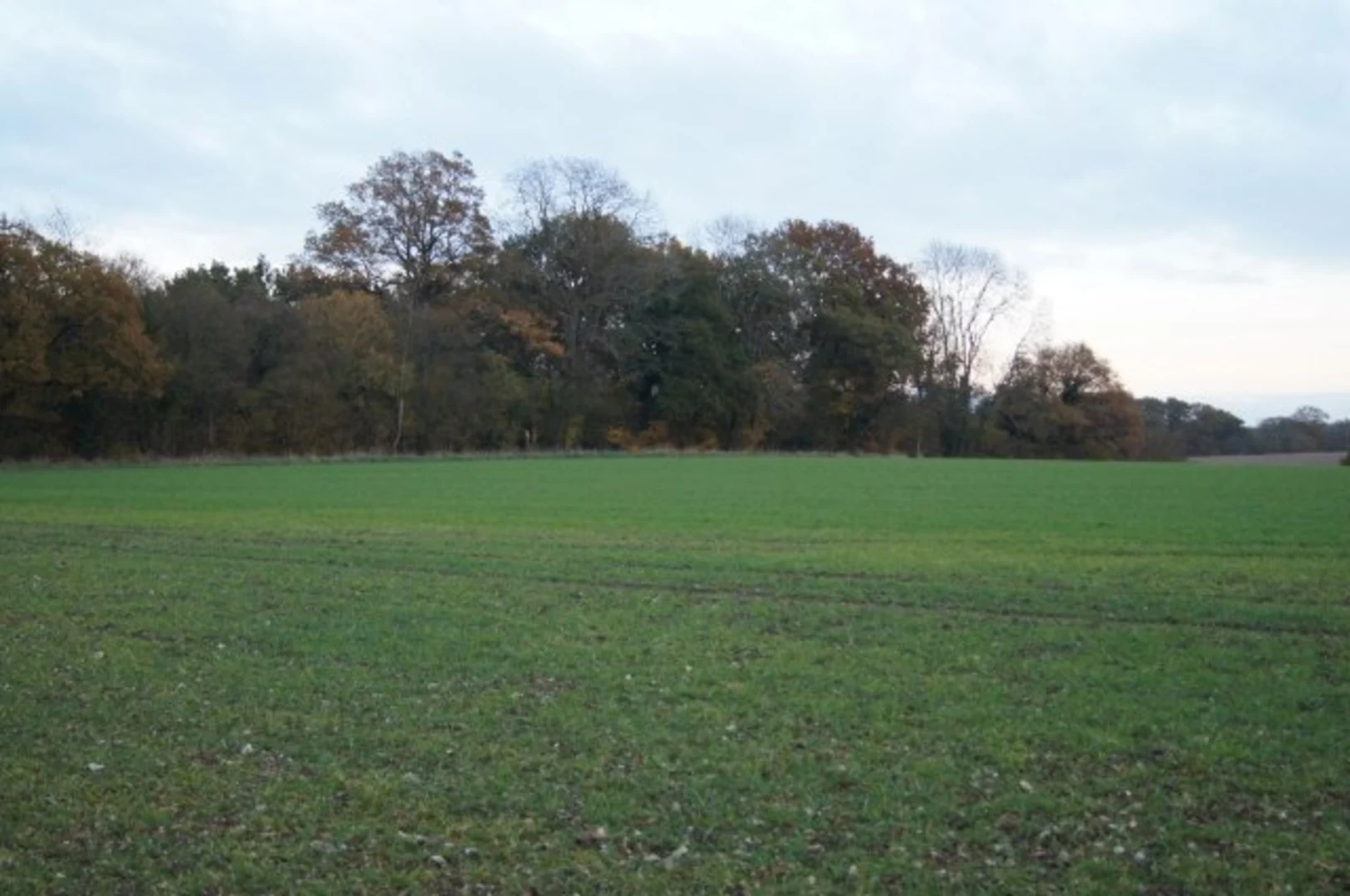 An image depicting the trail Morgaston Wood Loop and its surrounding area.