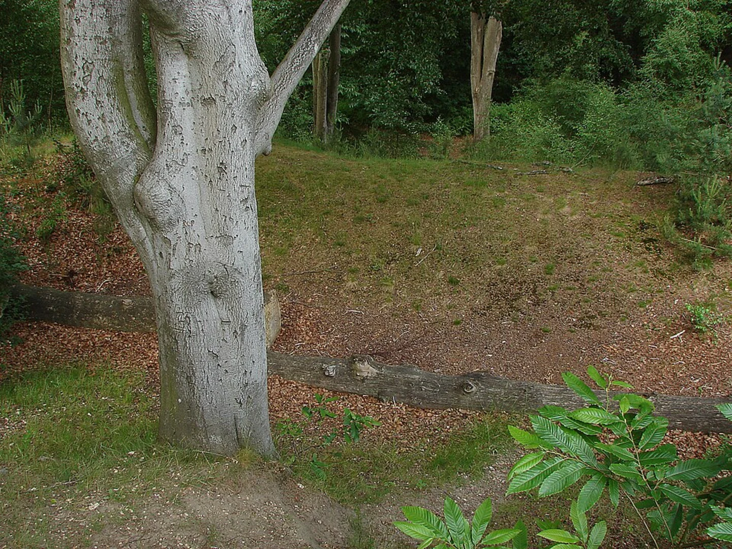 An image depicting the trail Caesar's Camp and Birch Hill and its surrounding area.