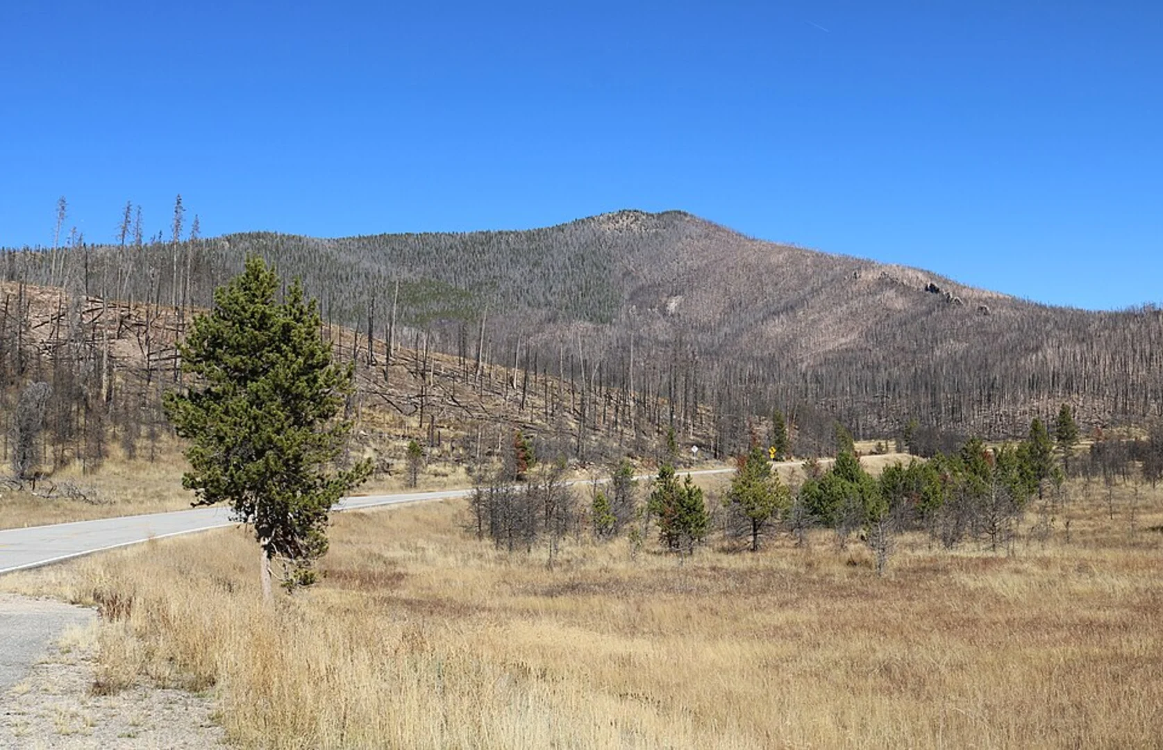 An image depicting the trail Radial Mountain Trail and its surrounding area.