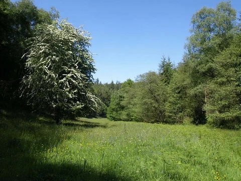Hart Hill and Great Wood Loop