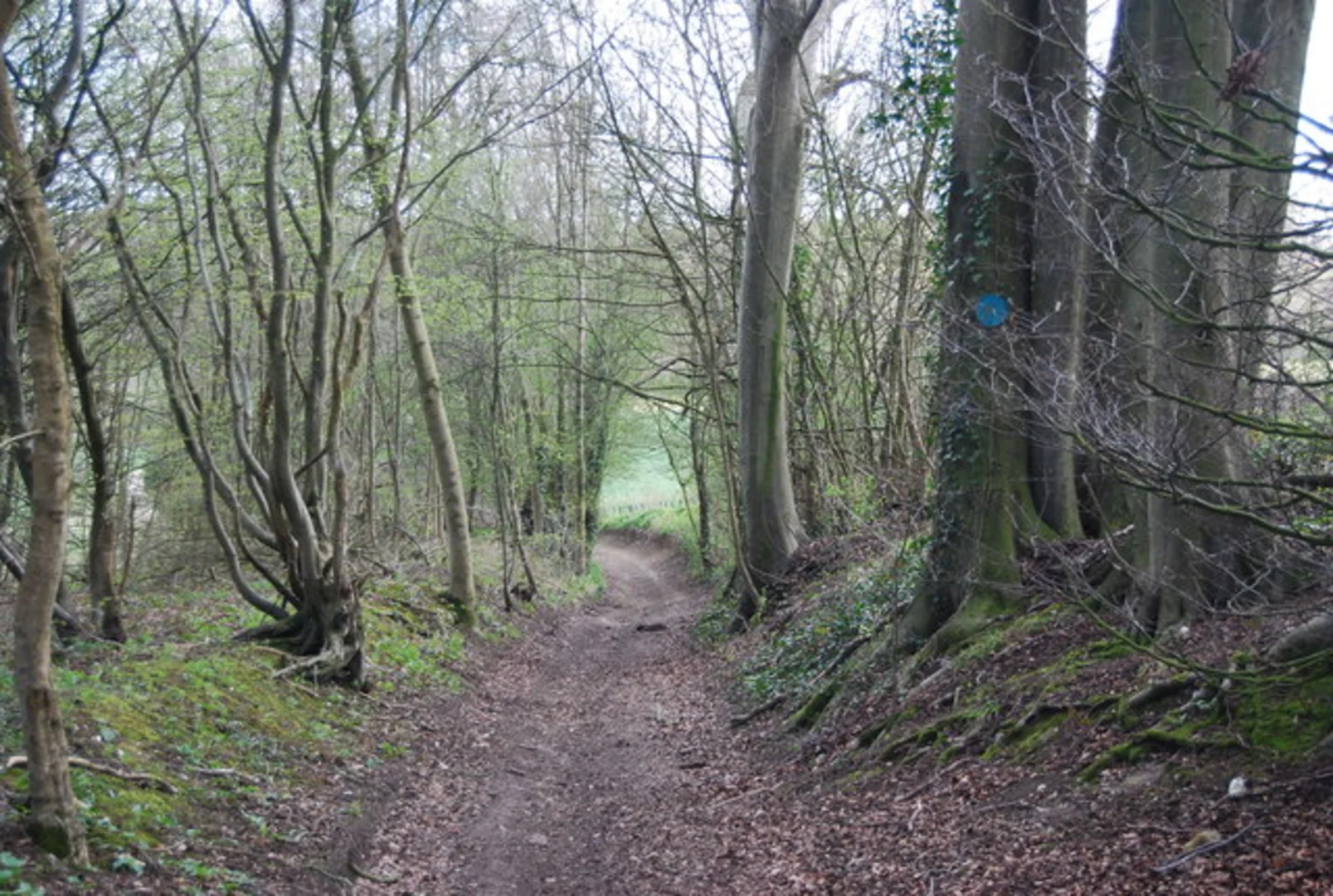 An image depicting the trail Wye Memorial Crown Loop and its surrounding area.