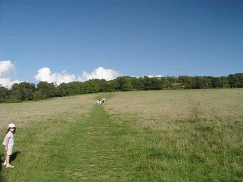 An image depicting the trail Cissbury Ring and Chalkpit Wood Loop and its surrounding area.