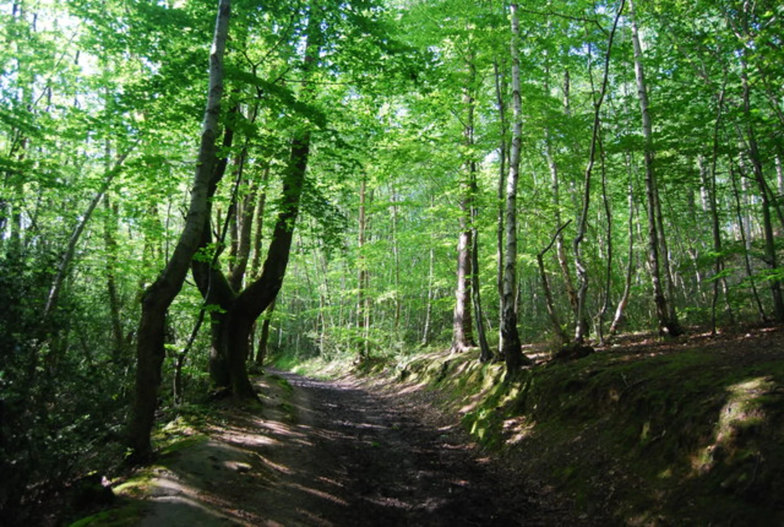 An image depicting the trail Dobsons Wood and Hurst Wood Loop and its surrounding area.