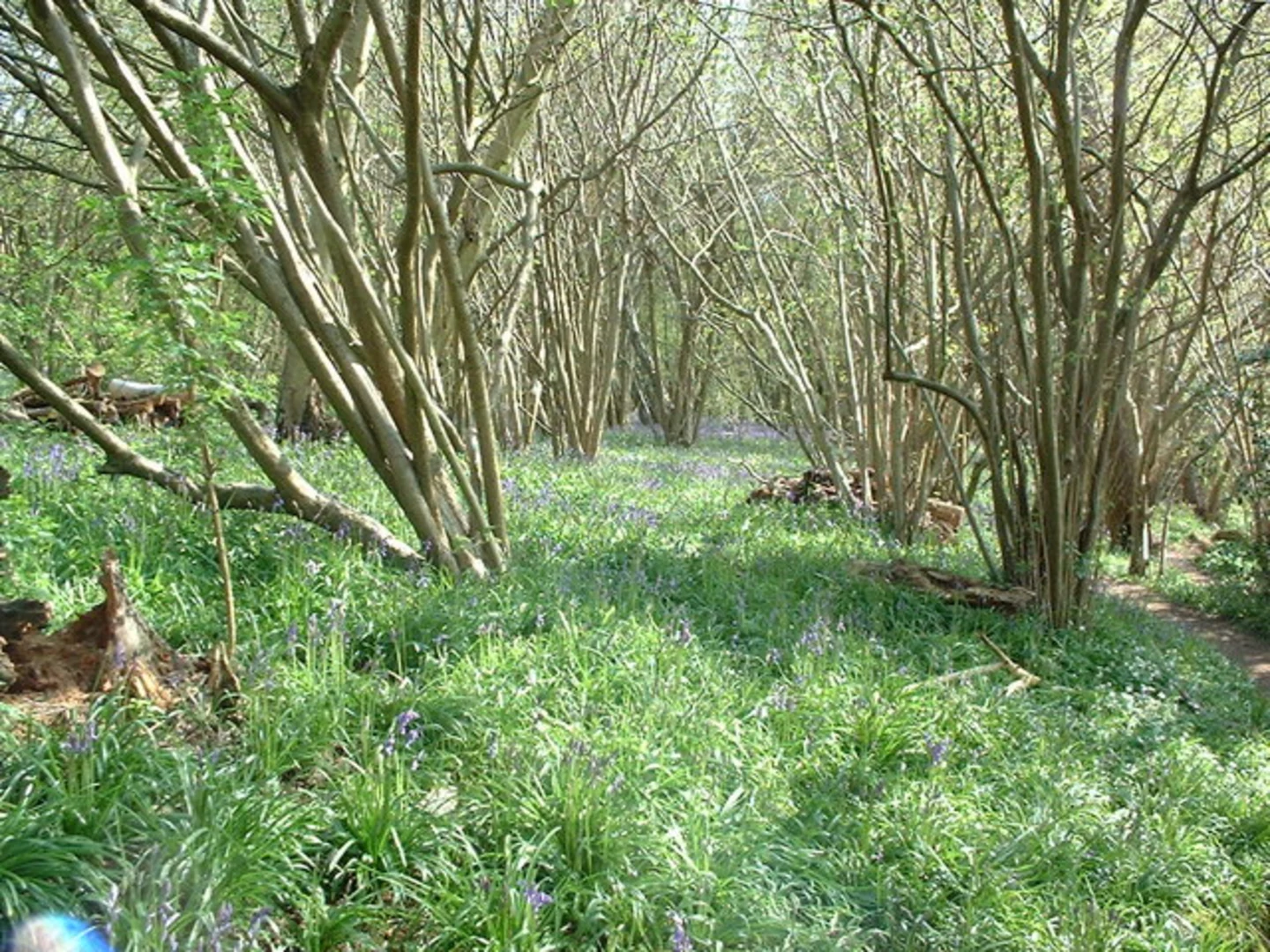 An image depicting the trail Hillhouse Wood and Essex Way and its surrounding area.
