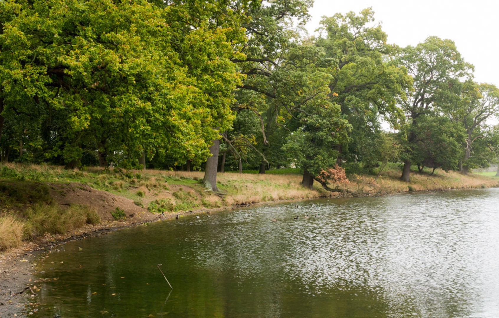 An image depicting the trail Wells to Holkham Walk and its surrounding area.