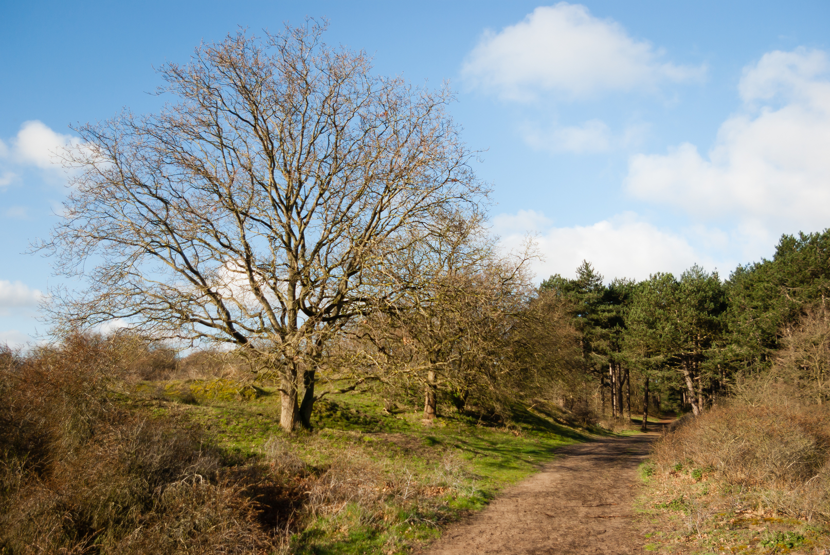 An image depicting the trail Russenbergen and Papenberg via Duinpad and Goudsbergen and its surrounding area.