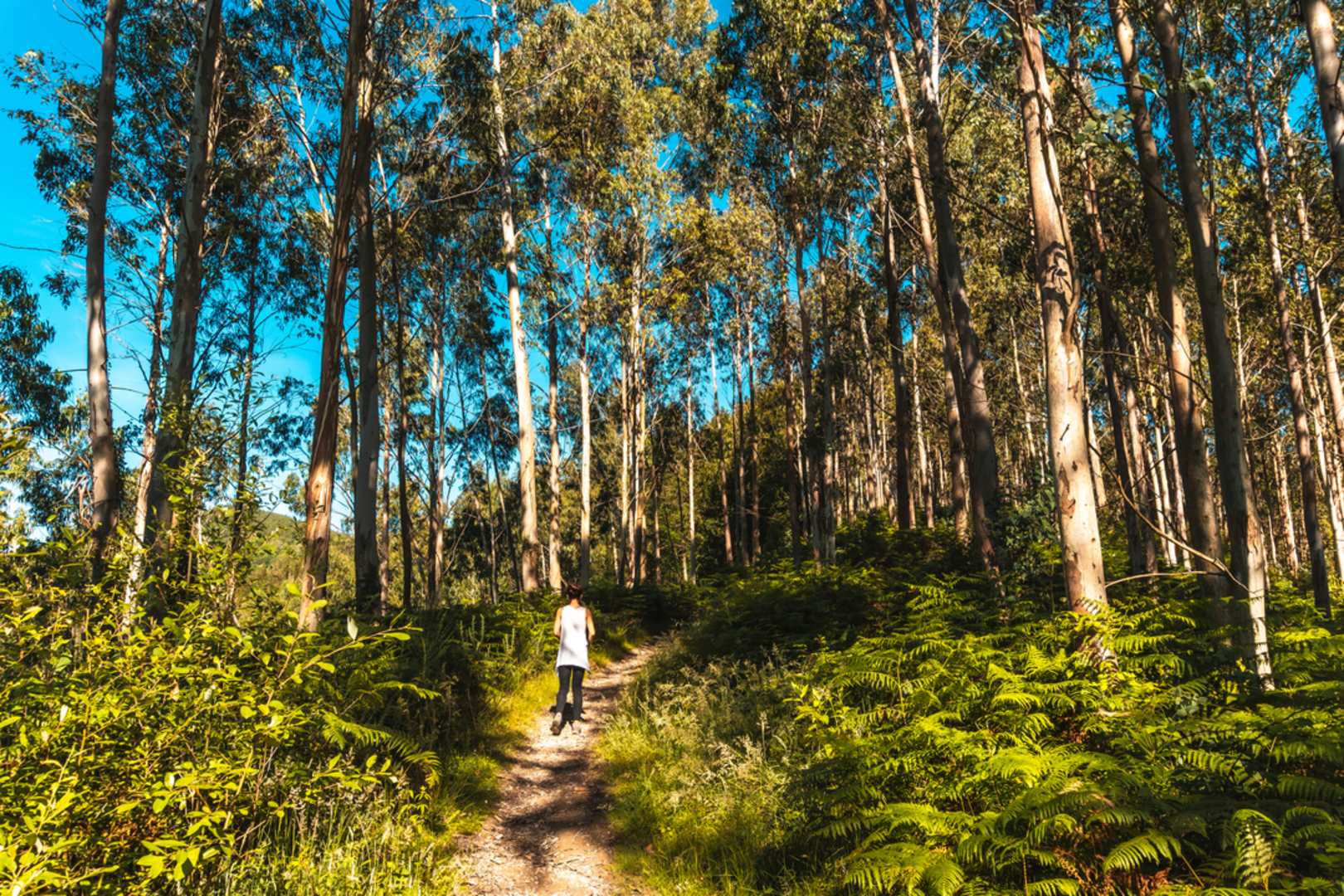 An image depicting the trail From Errentería to Aiko Harría PR GI 1005 and its surrounding area.