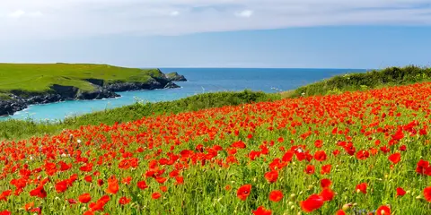 An image depicting the trail Pentire Point West and the Bowgie Inn Walk and its surrounding area.