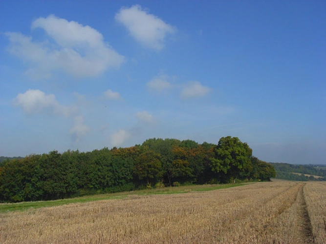 Cadmoor Wood, Jubilee Plantation and Ridge Wood Loop