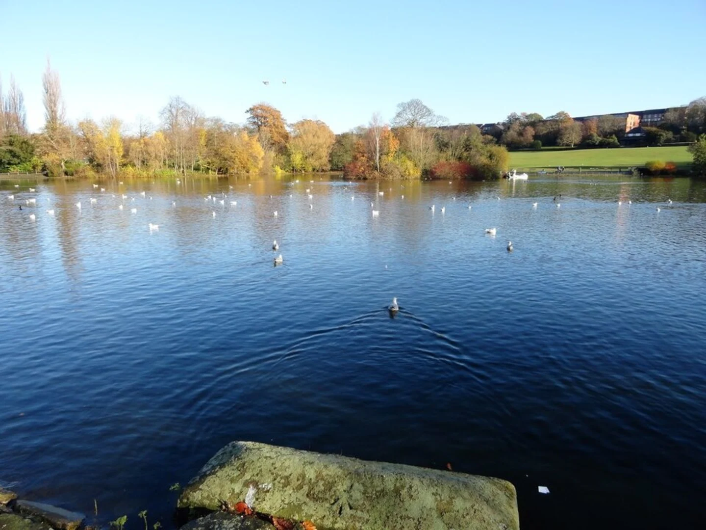 An image depicting the trail Saltwell Park Loop and its surrounding area.