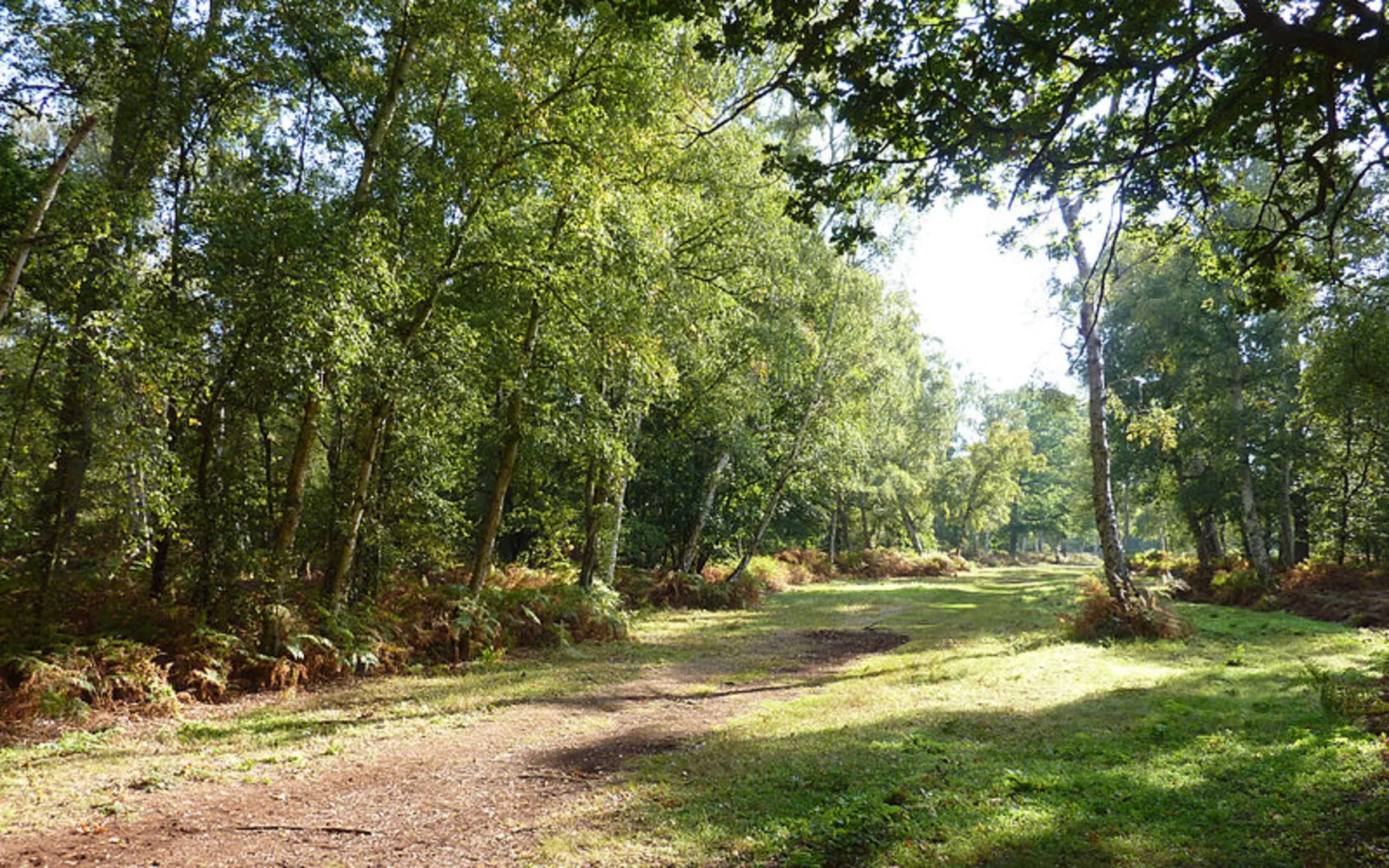An image depicting the trail Holme Fen Circular and its surrounding area.