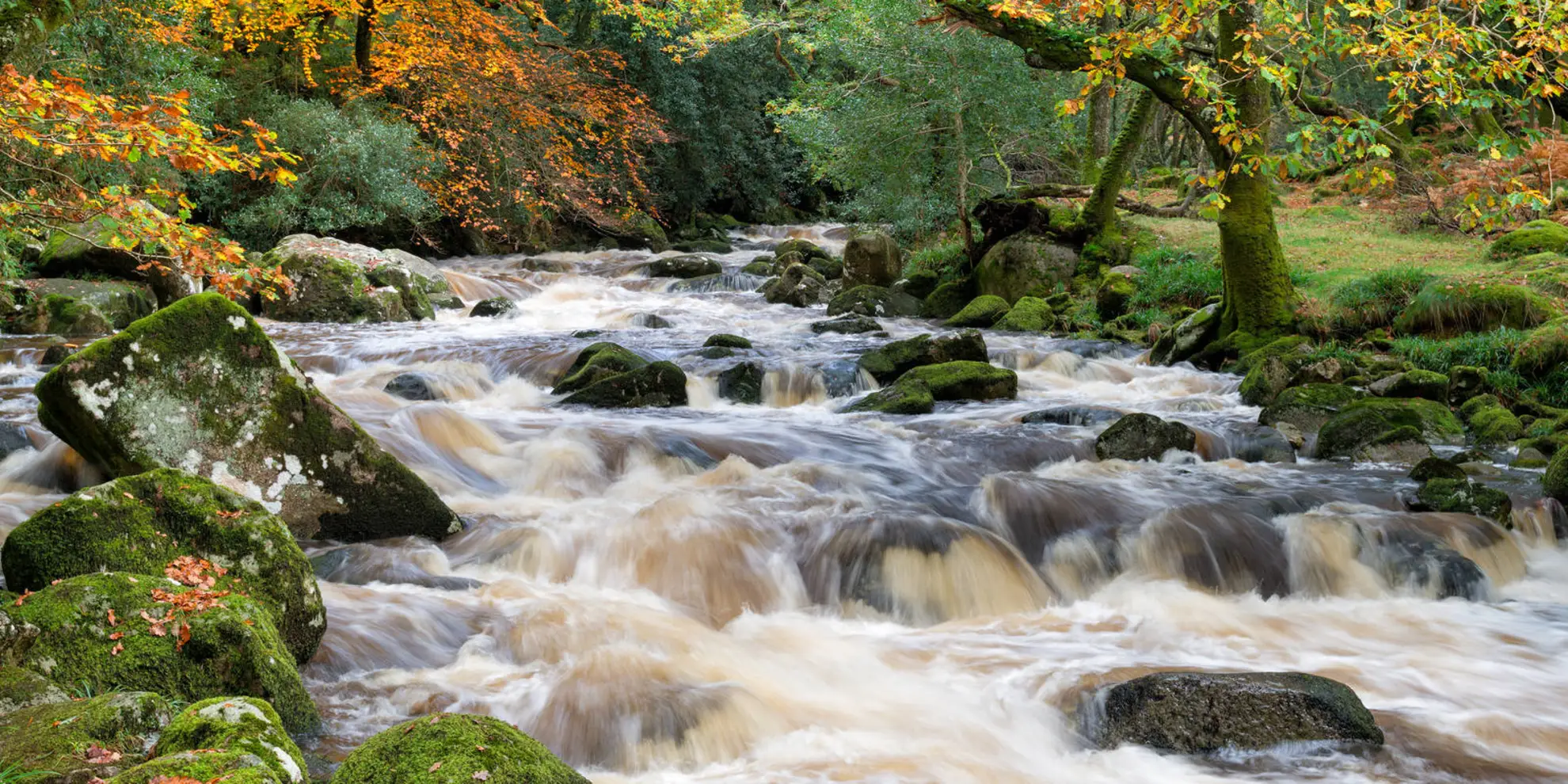 An image depicting the trail Dewerstone Wood Walk and its surrounding area.
