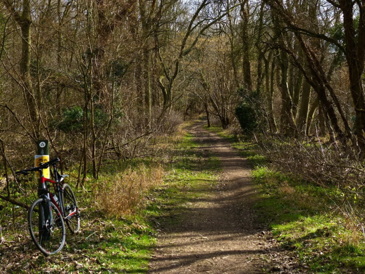 An image depicting the trail Fineshade Woods and its surrounding area.