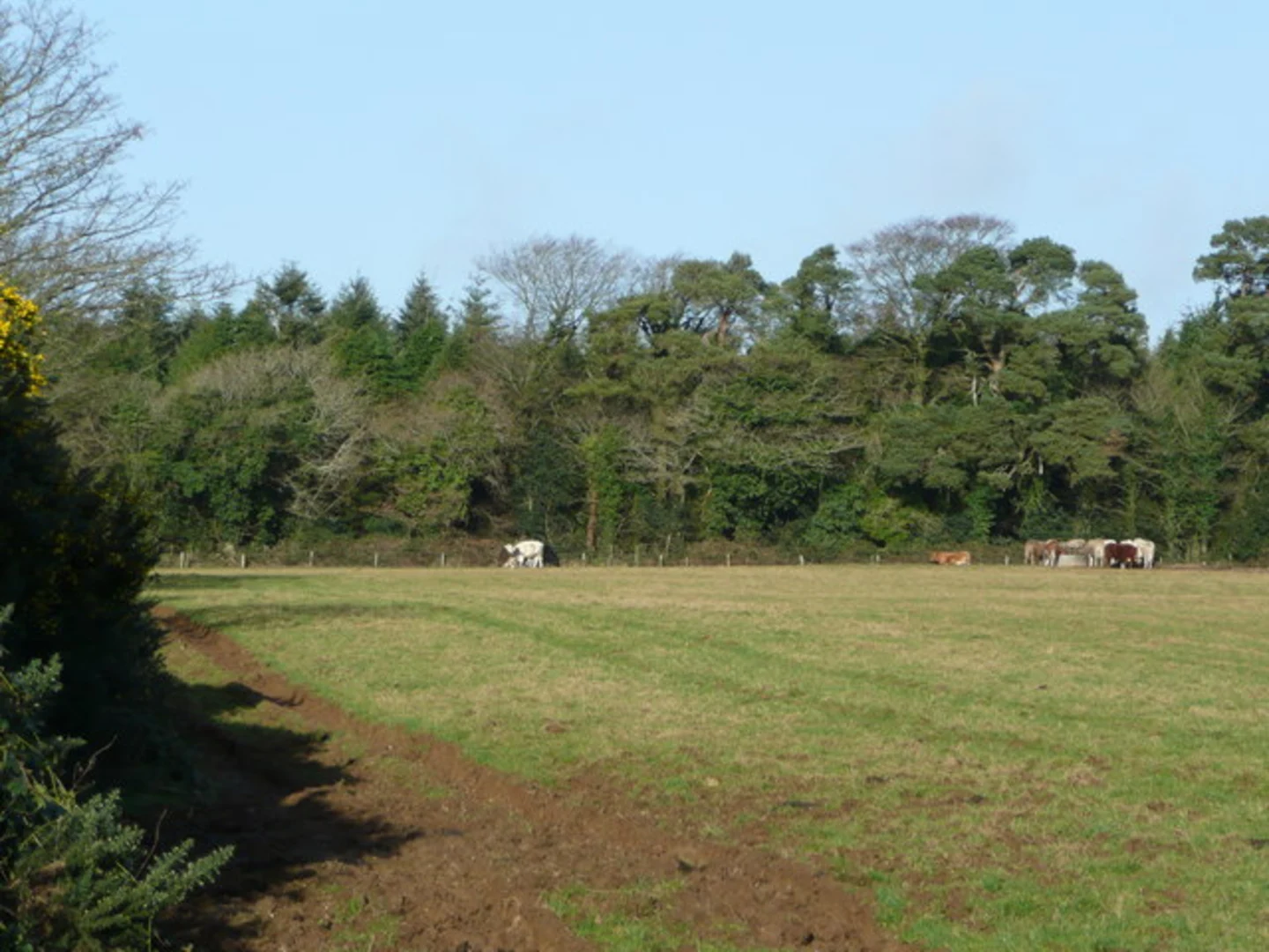 An image depicting the trail Coolgreany Ballyfad Wood Linear Trail and its surrounding area.