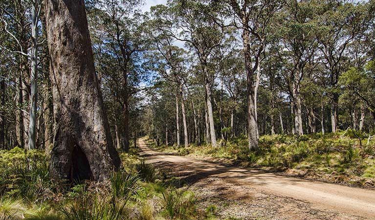 An image depicting the trail Mummel Gulf National Park and its surrounding area.