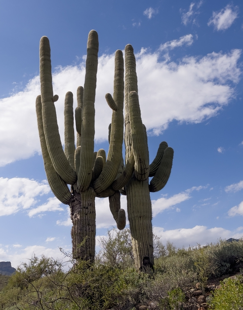 An image depicting the trail Cottonwood Trail and its surrounding area.
