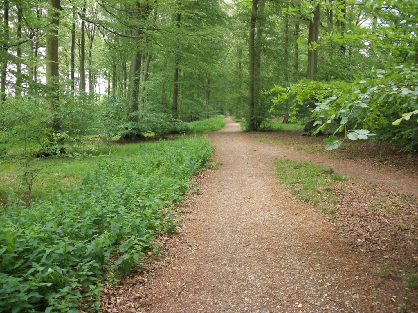 An image depicting the trail Common Wood Short Loop and its surrounding area.