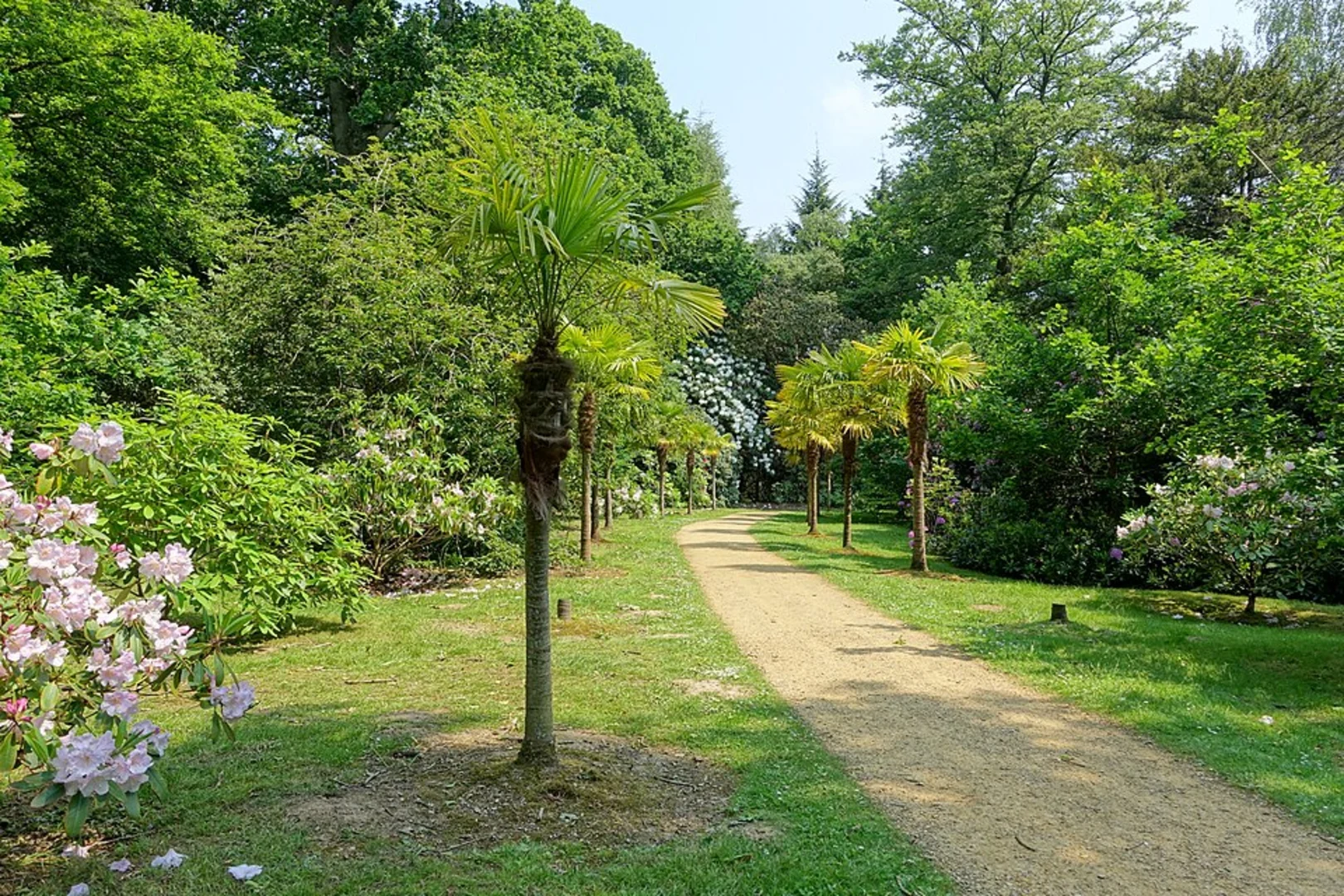 An image depicting the trail Rotherfield Wood and Sheffield Park Loop and its surrounding area.