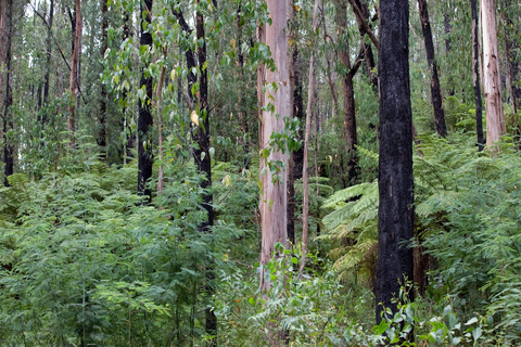 An image depicting the trail Bunyip State Park Southern Circuit and its surrounding area.