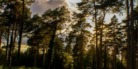 An image depicting the trail RAF Beaulieu Walk from Hawkhill Inclosure and its surrounding area.