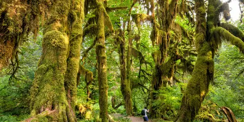 An image depicting the trail Northeastern Olympics Loop and its surrounding area.