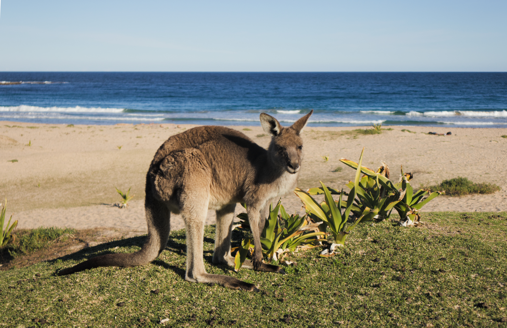 An image depicting the trail Croajingolong Wilderness Walk and its surrounding area.