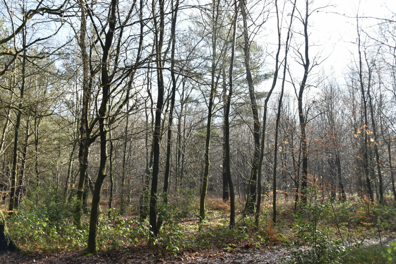 An image depicting the trail Roundmead Shaw and Tenchley's Park via Greensand Way and its surrounding area.