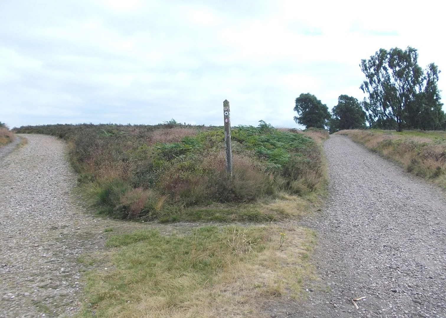 An image depicting the trail Cannock Chase Country Park Loop and its surrounding area.