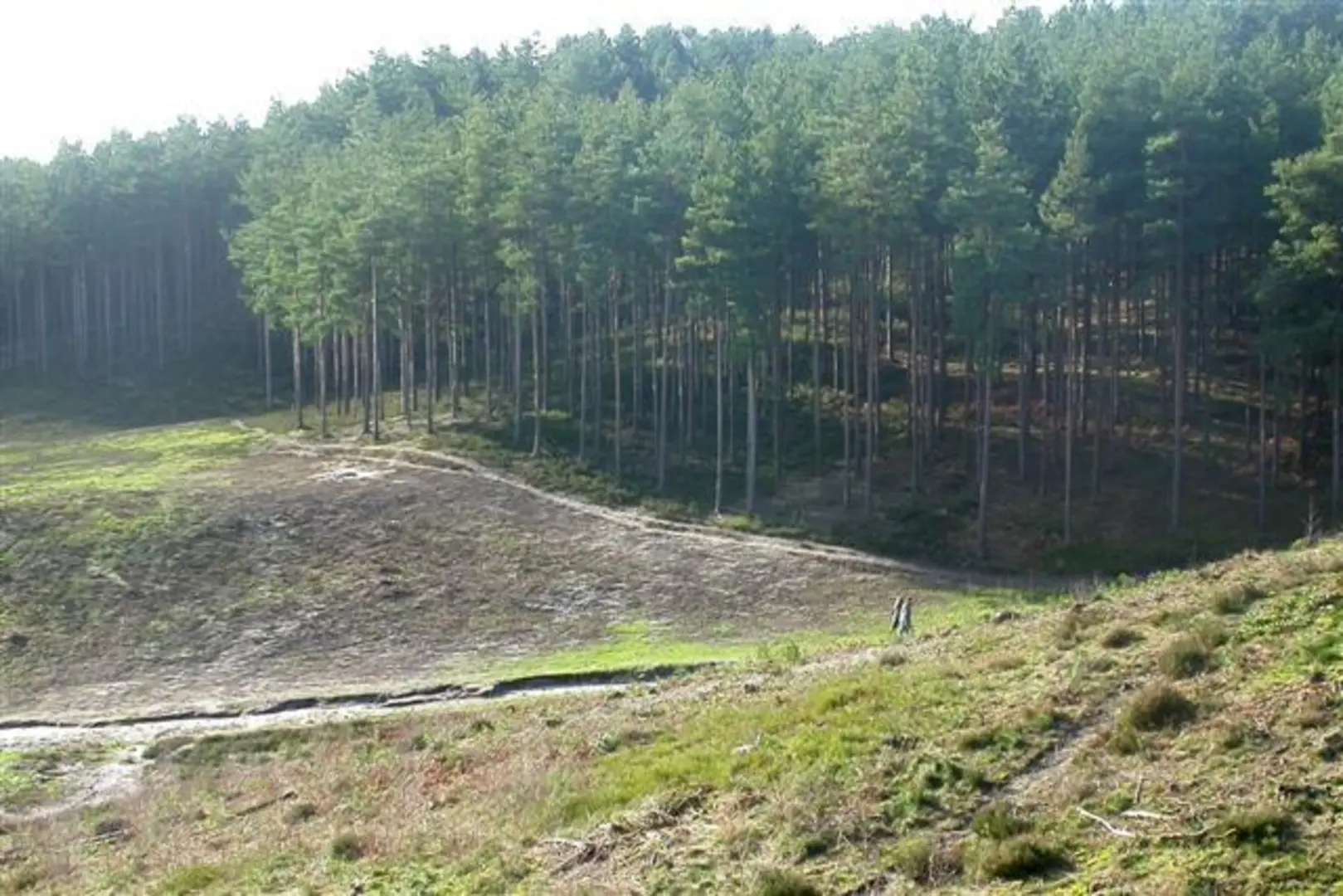 An image depicting the trail Bourne Woods Farnham and its surrounding area.