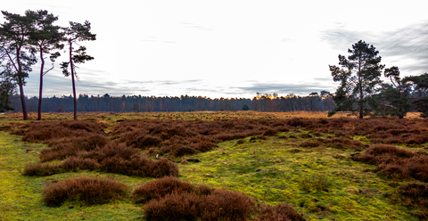 Panbos, Willem Arntszbos, Ridderoordse Bossen, Treekerpunt and Fort bij Vechten Loop