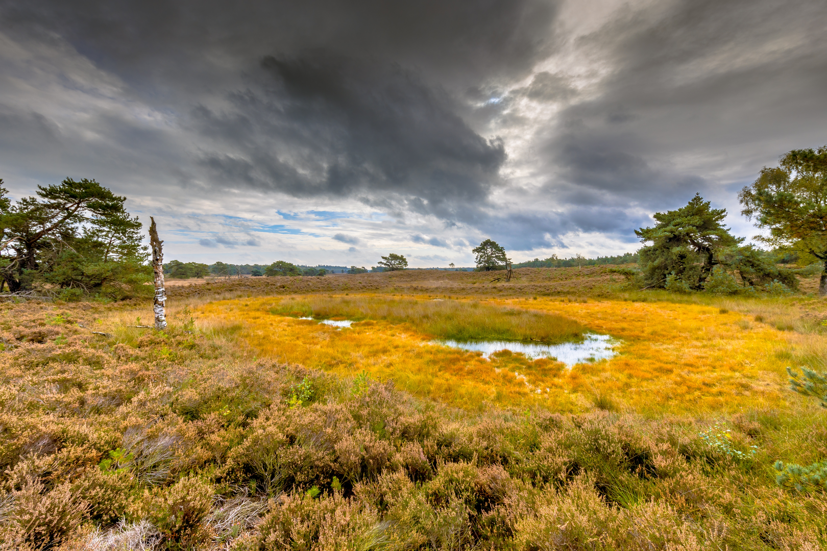 An image depicting the trail Tongerense Heide via Boer Weg and Van Manenspad Loop and its surrounding area.