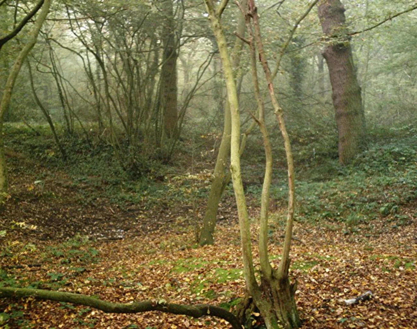 An image depicting the trail Edward's Hall Park, Hockley and Stroud Green Loop and its surrounding area.
