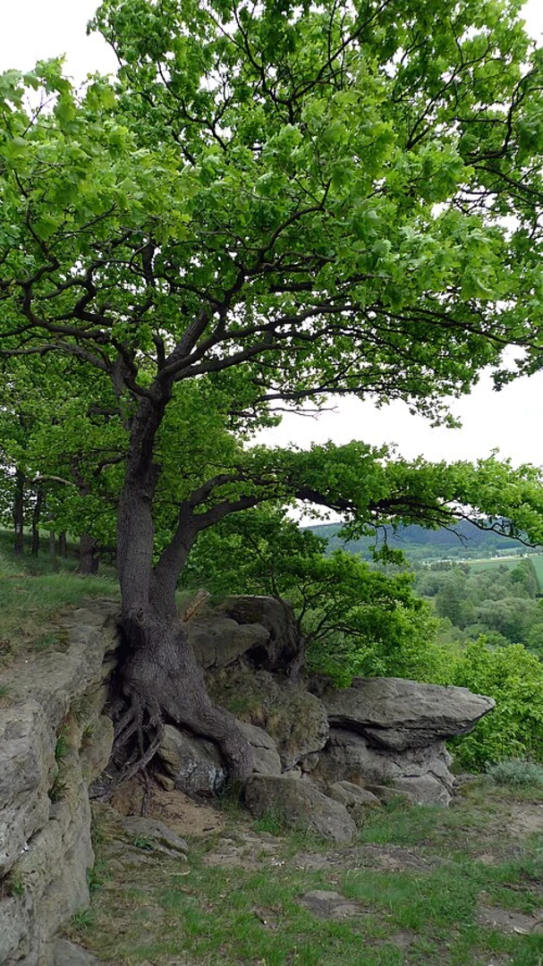 An image depicting the trail Buntsandsteinroute and Hasenacker Loop from Mozartweg Road and its surrounding area.