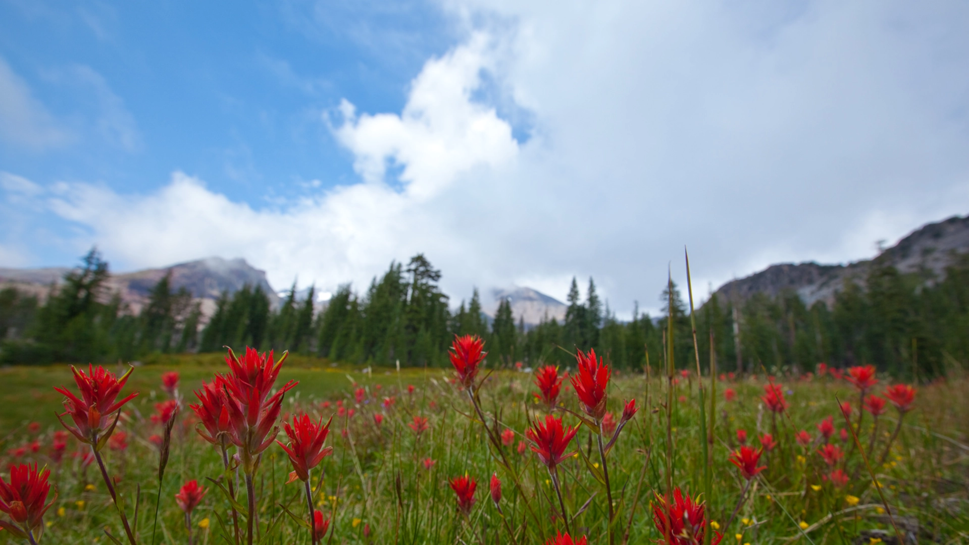 An image depicting the trail Lower Panther Meadow and its surrounding area.
