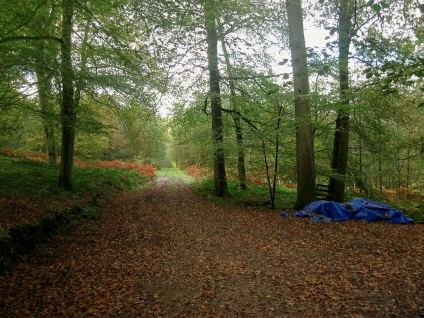 An image depicting the trail Cuckfield Park, Walks Wood and Westup Wood Loop and its surrounding area.