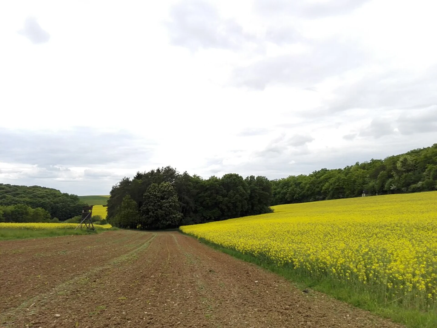 An image depicting the trail Haardtberg via Durchs Lauerbachtal and its surrounding area.